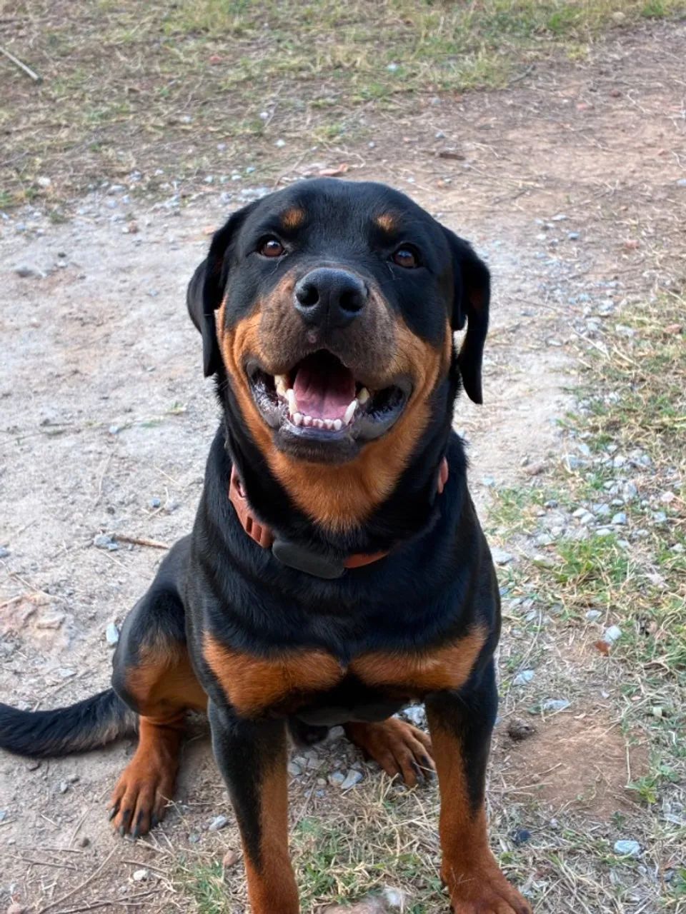 Filhotes de Rottweiller - Foto 4