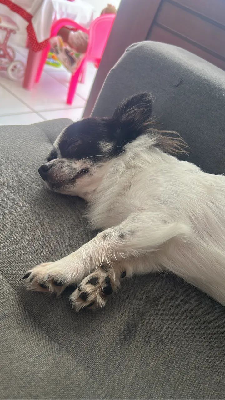 Chiuahua busca namorada - Foto 3