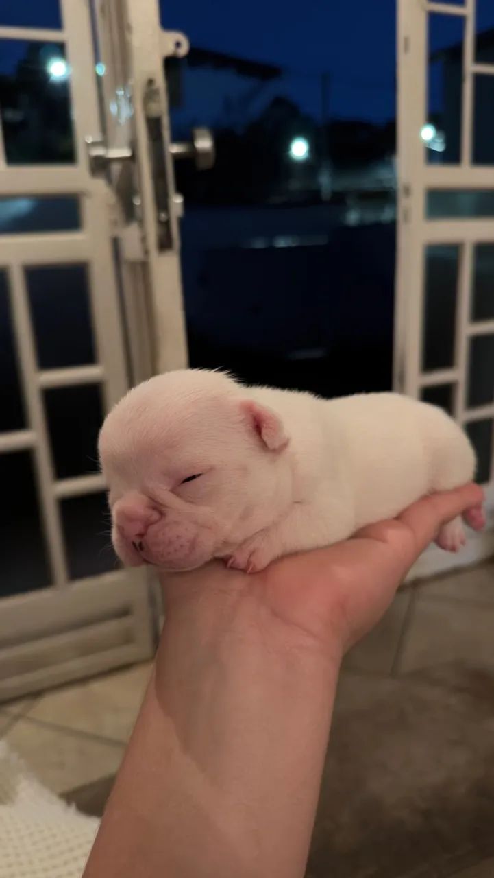 Buldogue francês  - Foto 2