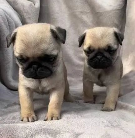 Pug Filhotes Amiguinhos Perfeitos. 