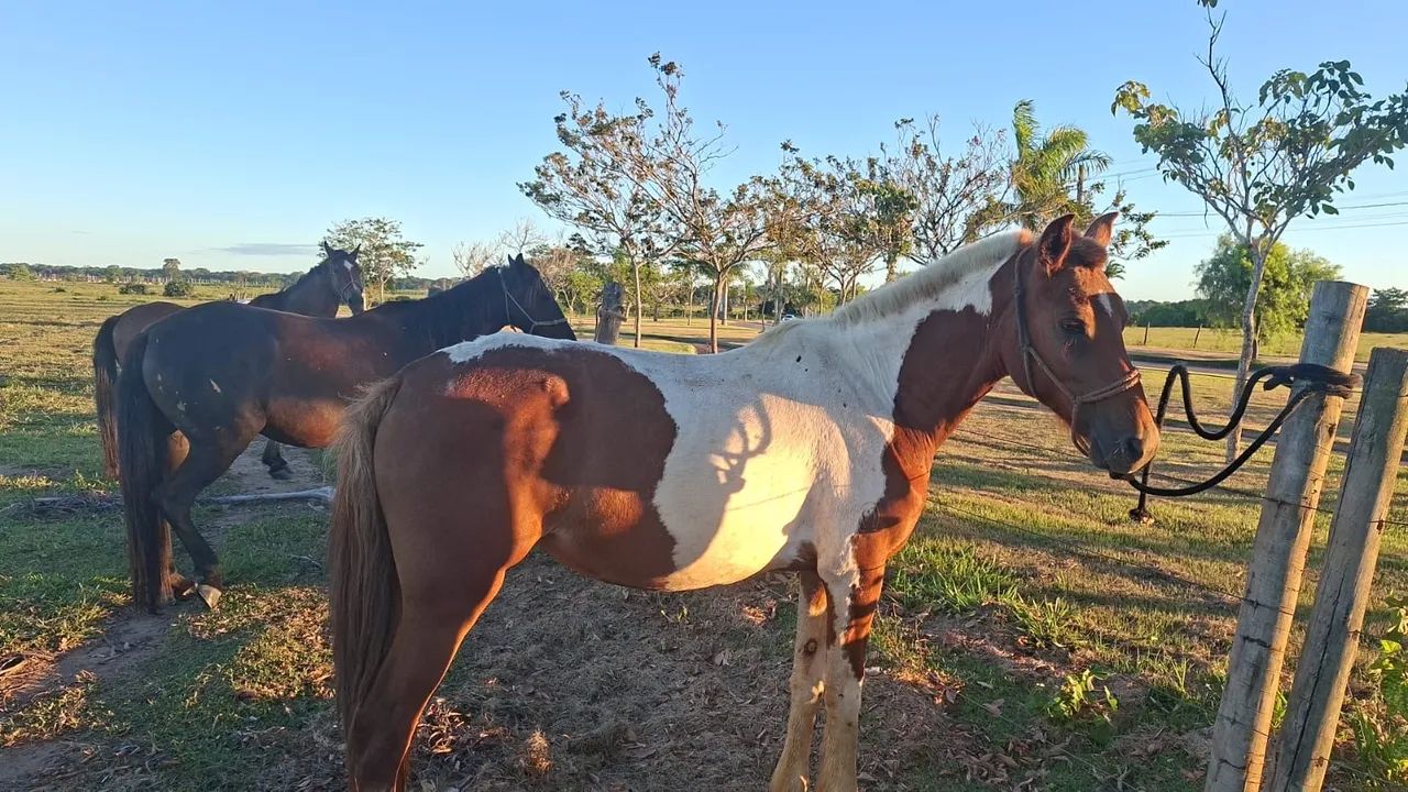 Égua Manga Larga Pelagem Pampa com Registro + Podrinha - Foto 2