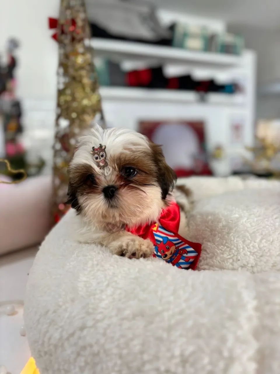 Shithzu com pedigree - Foto 3