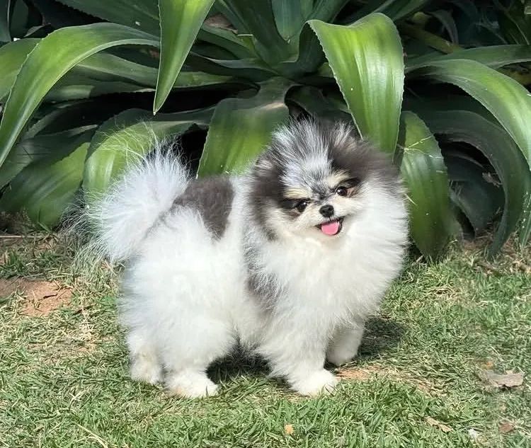 Spitz alemão  - Foto 2