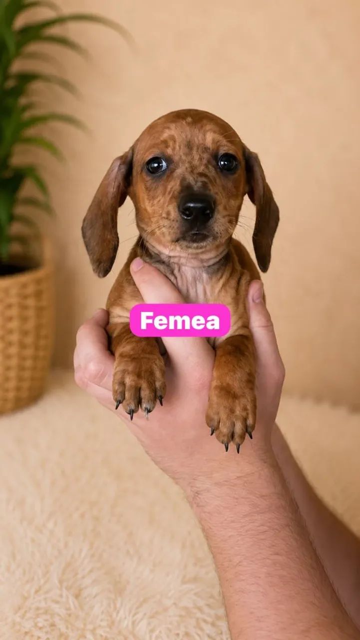 Lindos filhotes a sua espera - Foto 2