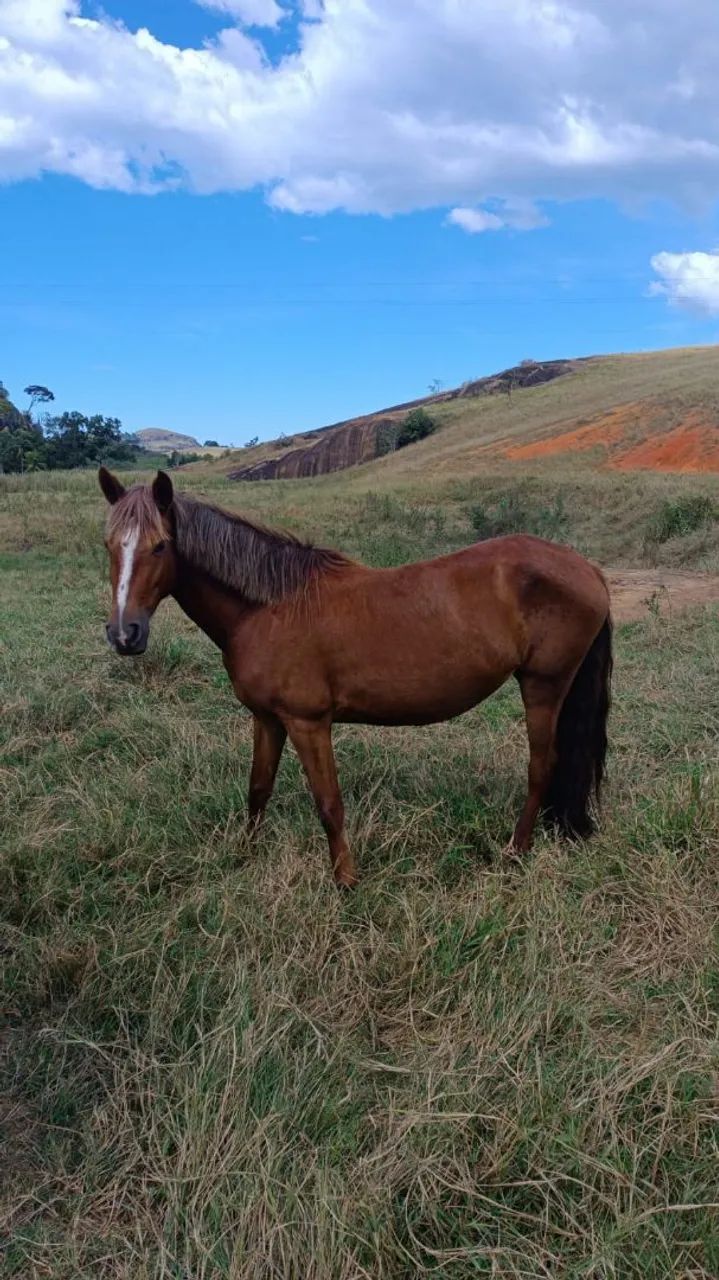 Égua mangalarga  - Foto 2