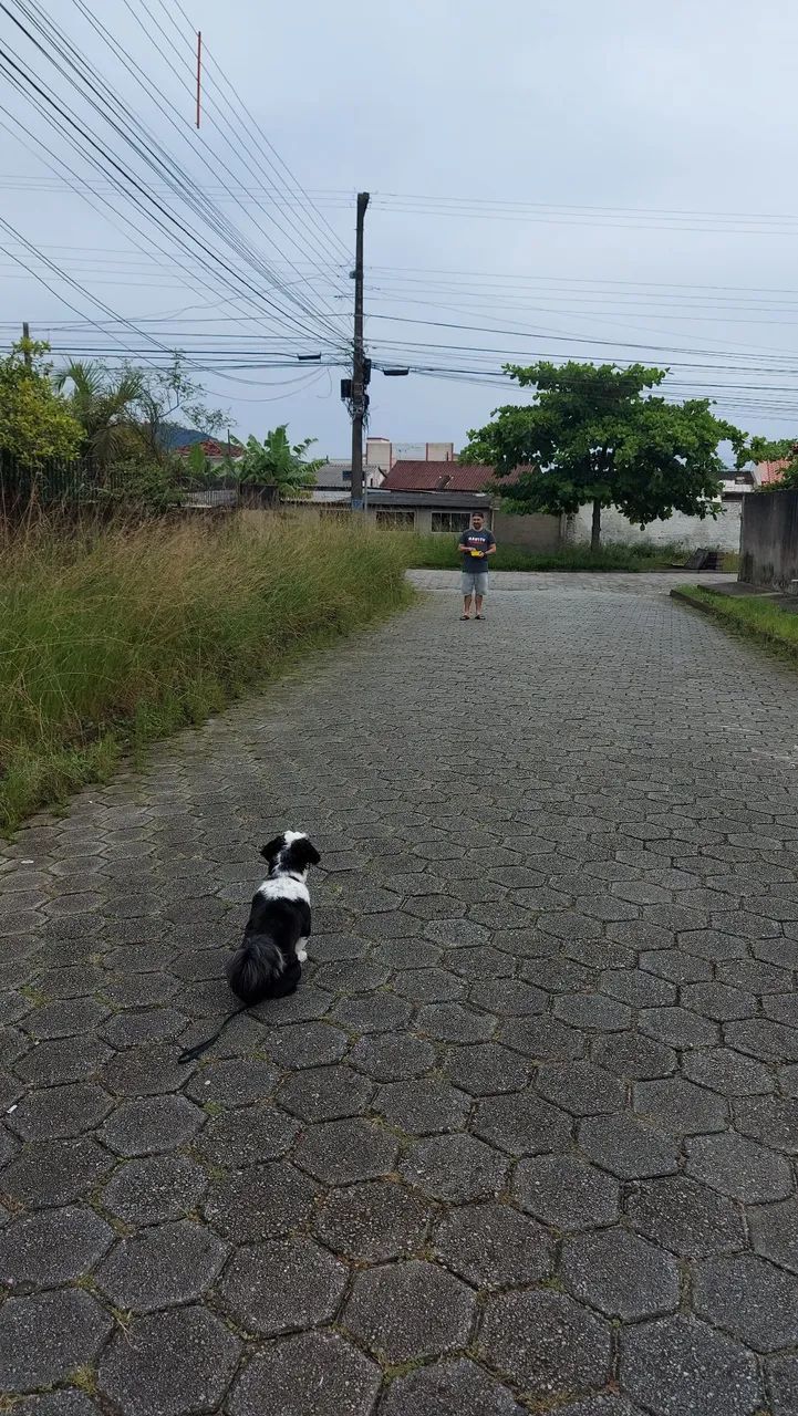 Adestramento cães  - Foto 5