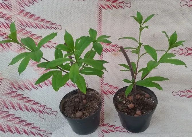 Mudas de Alamanda amarela  - Foto 2