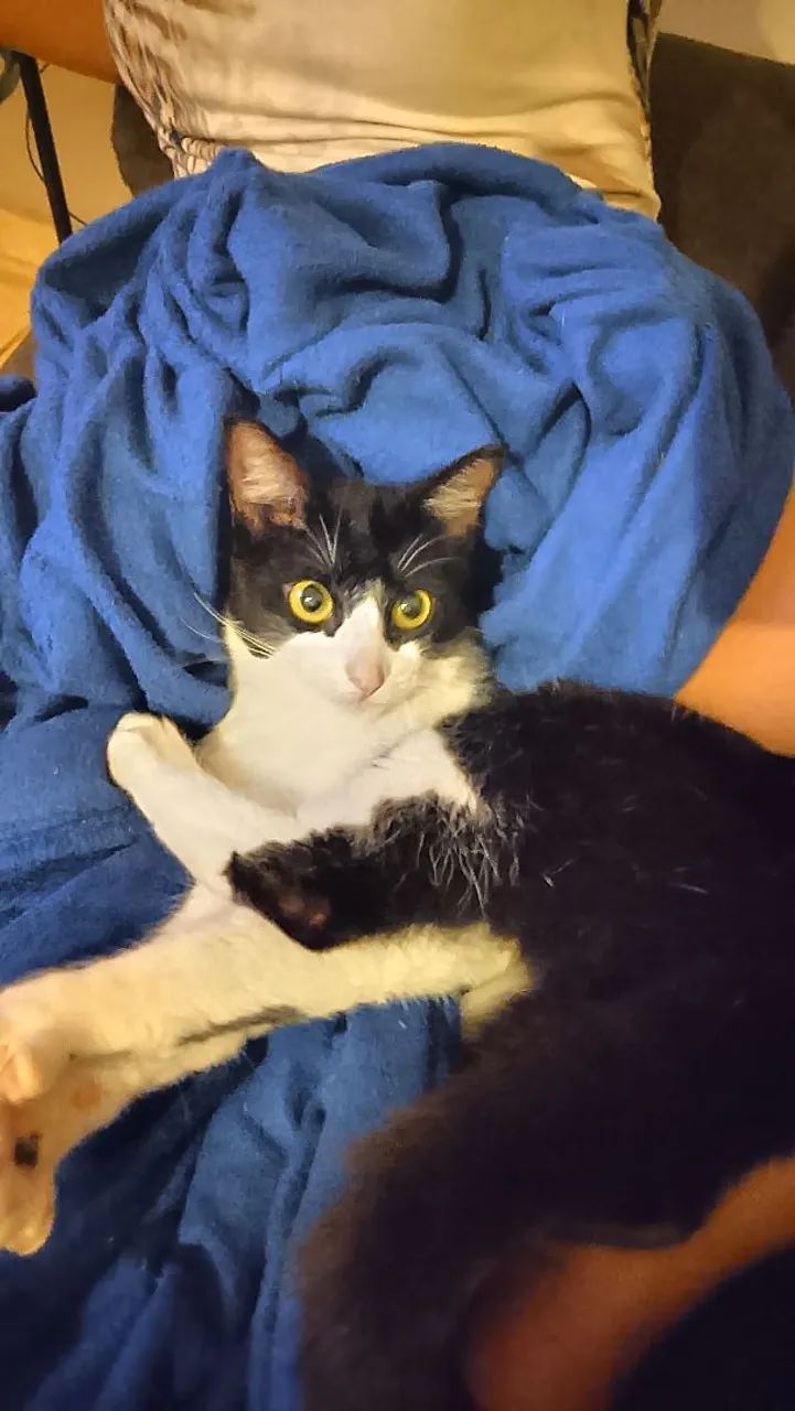 Doa se gatinha 