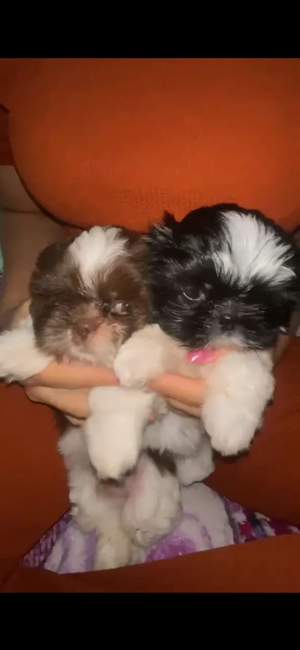 Cachorro - Foto 3