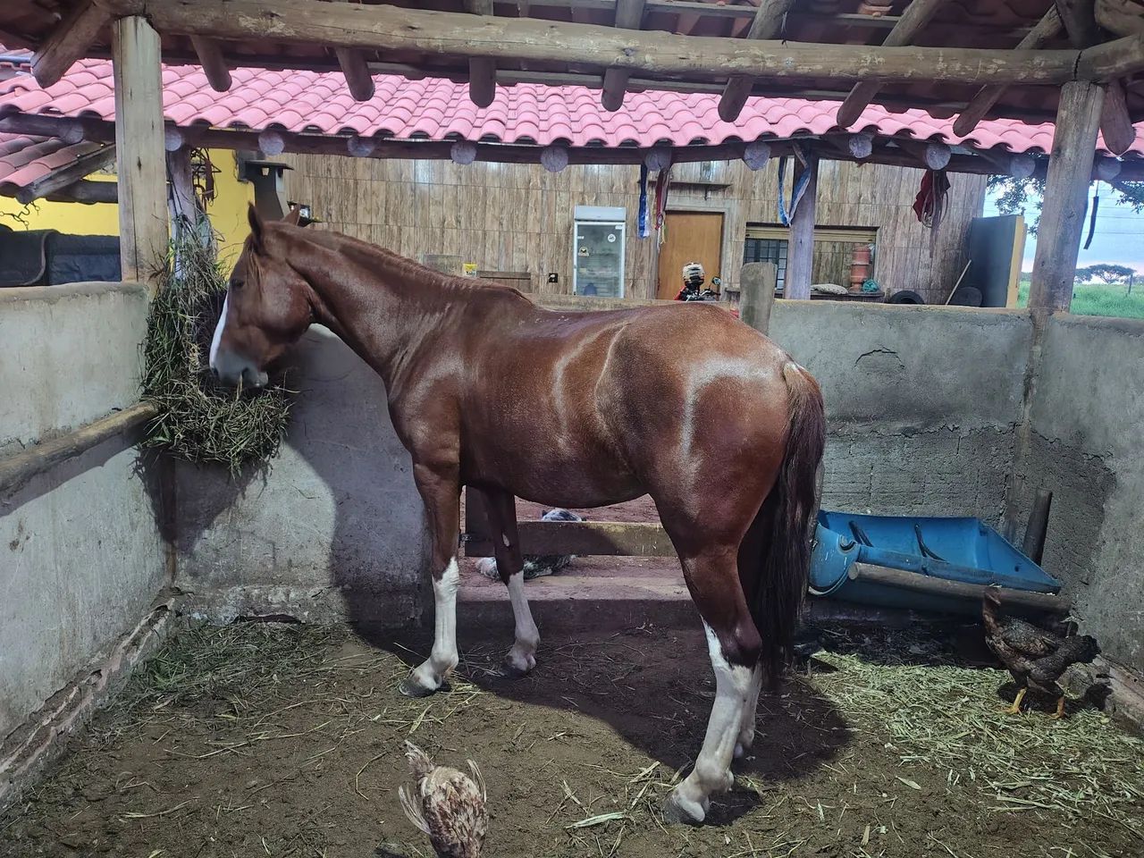 Cavalo Manga Larga Paulista - Foto 4