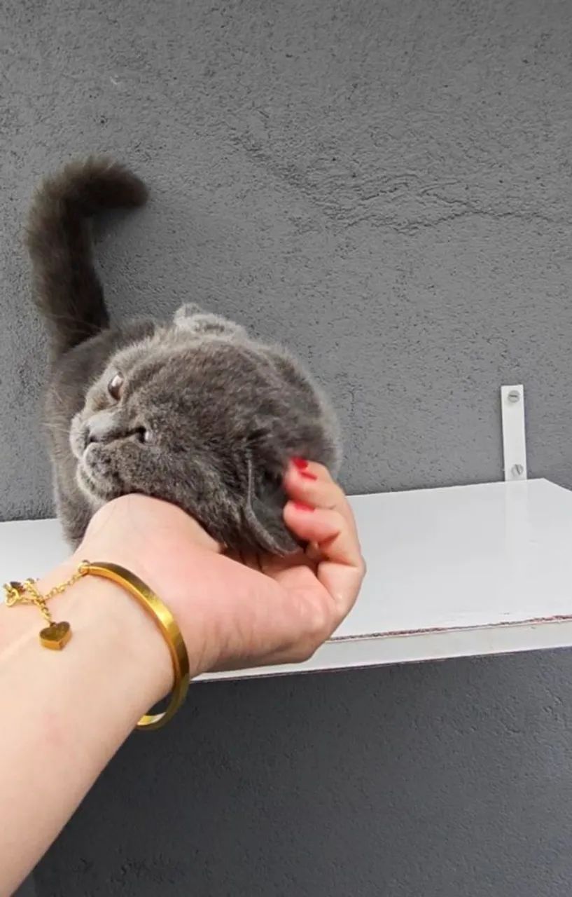 British Shorthair Macho Blue SP - Foto 6