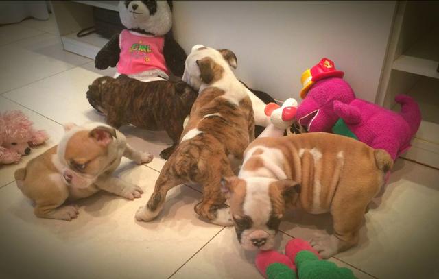 Bulldog ingles Top