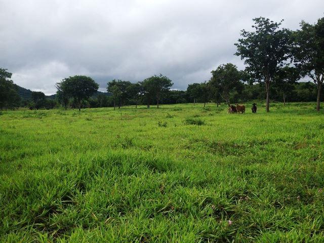 Fazenda 950 ha Rosário Oeste MT - Foto 12
