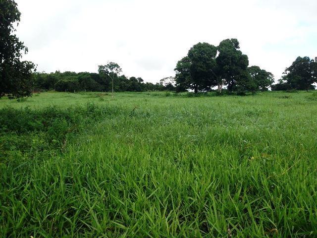 Fazenda 950 ha Rosário Oeste MT - Foto 8