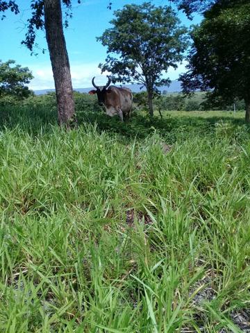 Fazenda em jangada 189 hectares - Foto 6