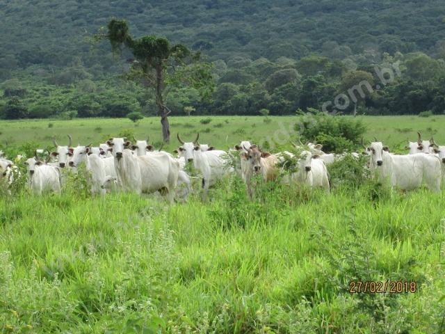 Fazenda com 881 hectares em Corumbá-MS para agricultura e pecuária - Foto 16