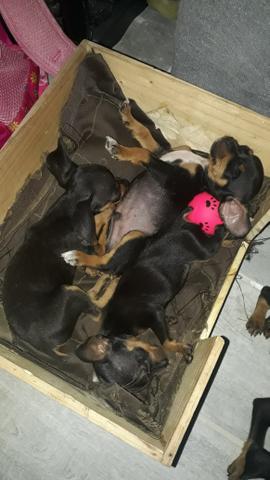 Vendo Cachorros Pinscher