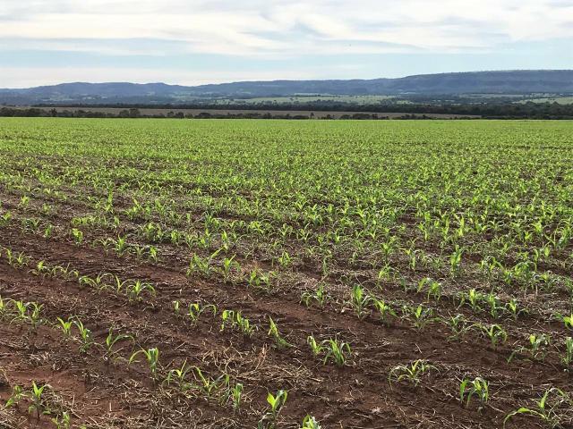 Fazenda para Arrendamento - MS - Foto 2
