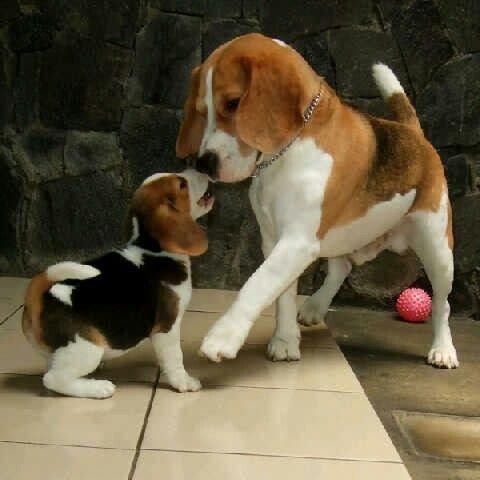 Mini Beagle Femea para companhia