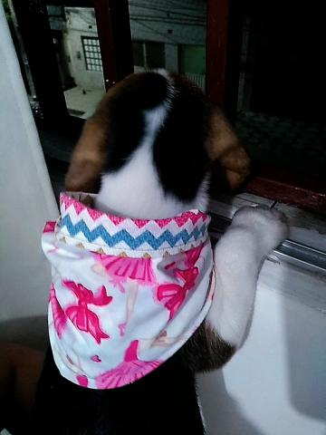 Bandana Pet - Foto 5