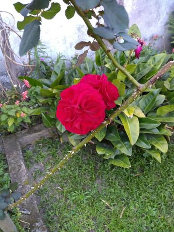 Excelente casa térrea na São Francisco de Paula - Foto 11