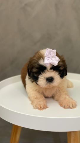Shih tzu fêmea - Foto 3
