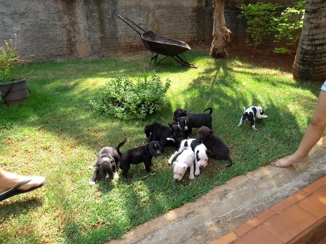 Filhotes de American Bully