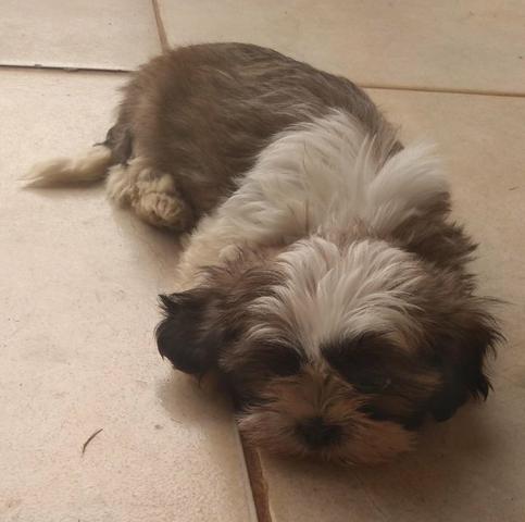 Vendo - Foto 2