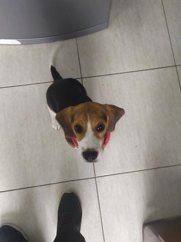 Filhote de Beagle "Fêmea" 13 polegadas - Foto 6