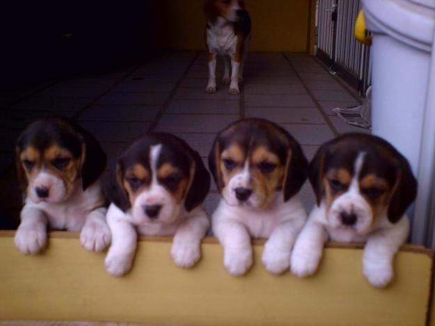 Beagle Pequenos