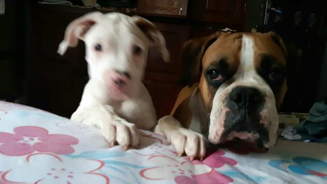 Boxer prime - Foto 3