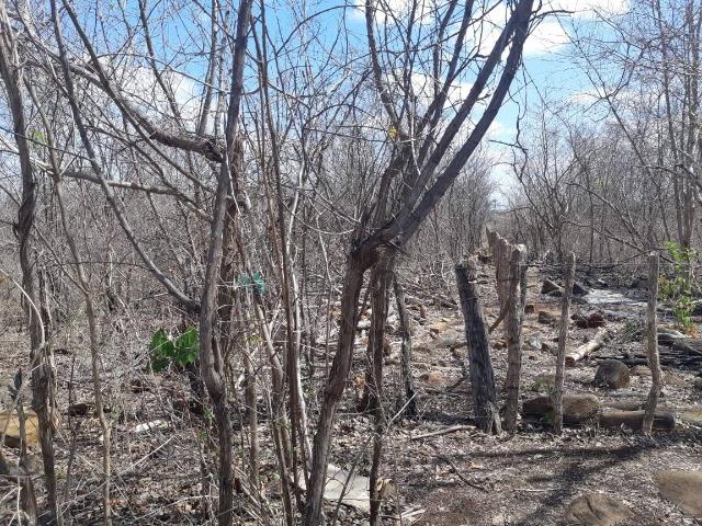 Vendo Terreno Rural na localidade "Tapera" no município de Batalha - Foto 3