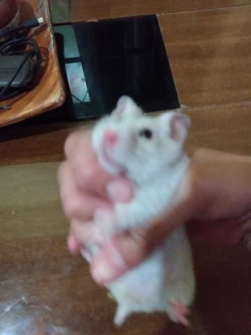 Vendo hamster com gaiola e tudo 120 R$ entrego - Foto 3