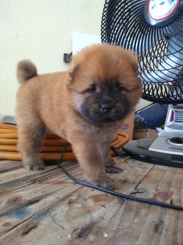 Cachorros Chow Chow