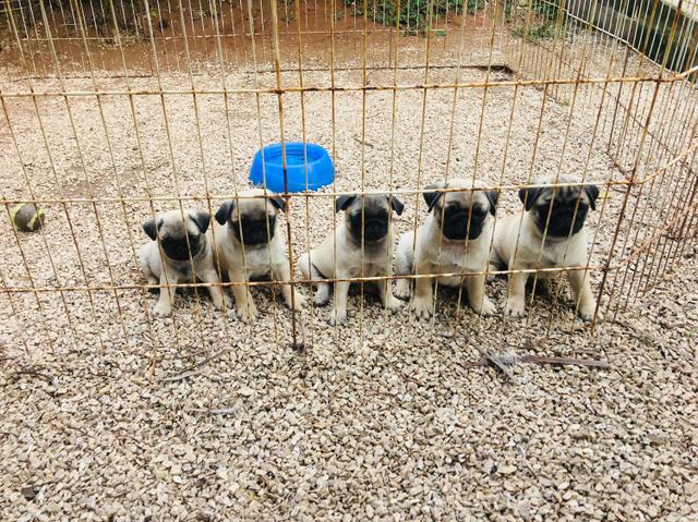 Pug com pedigree CBKC e microchip