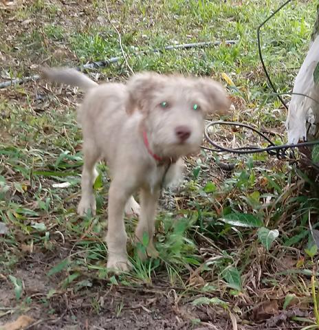 Doação desse poodle mestiço