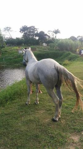 Cavalo de direita pra textar - Foto 3