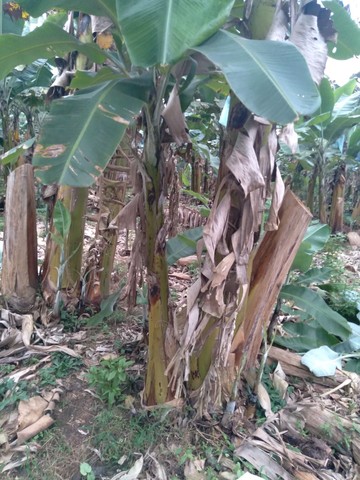 Mudas de banana - Foto 2