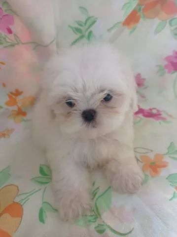 shihtzu - Foto 4