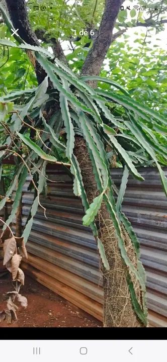 Mudas de Pitaya Vermelha - 100 unidades - Foto 2