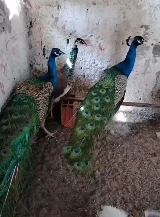 Galinhas gansos marrecos peru - Foto 4