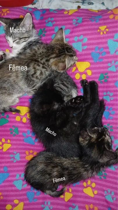 Doa se gatos 