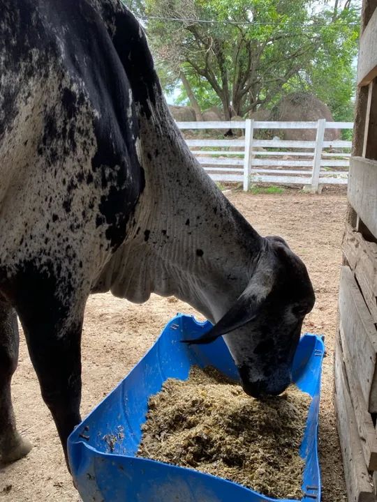 Novilha Girolando com Bezerra ao pé  - Foto 3