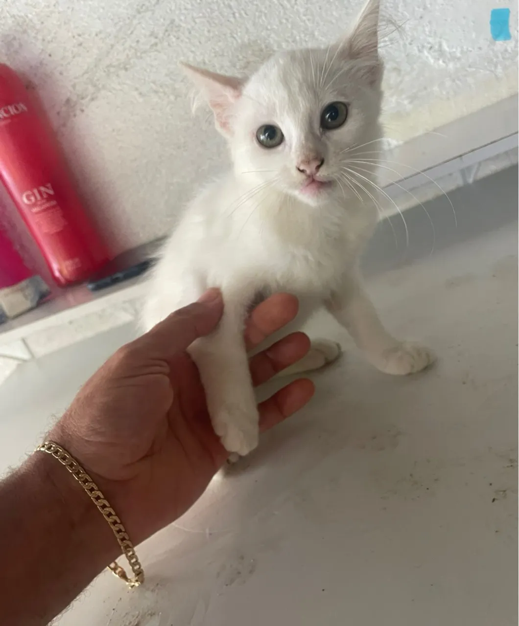 Gatinhos Para Doação!