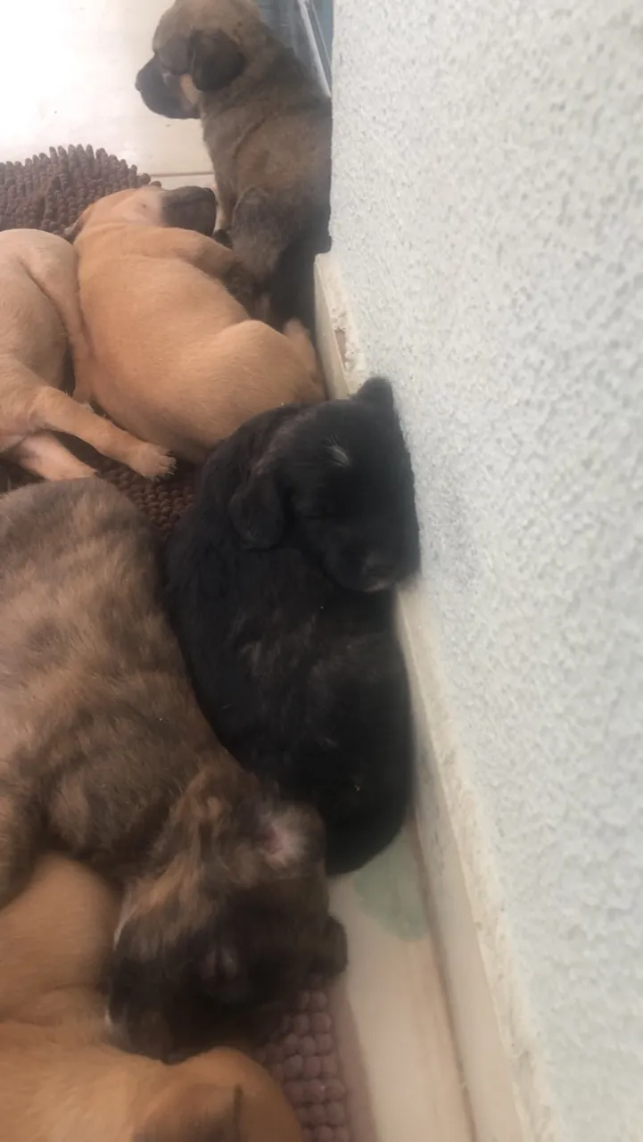 Doação de cachorro 