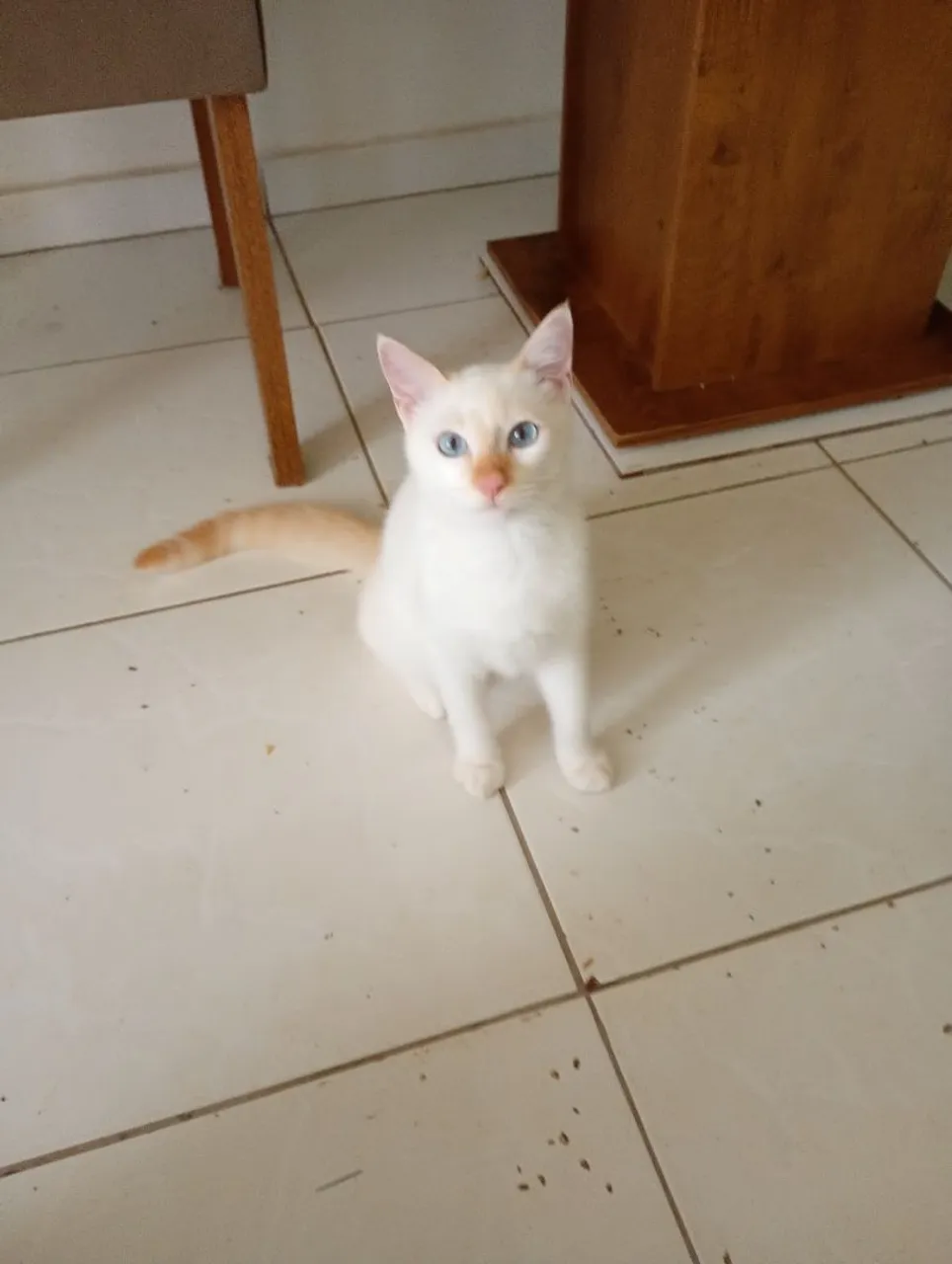Branquinho de olhos azuis para adoção e outro gatinho mesclado para adoção.