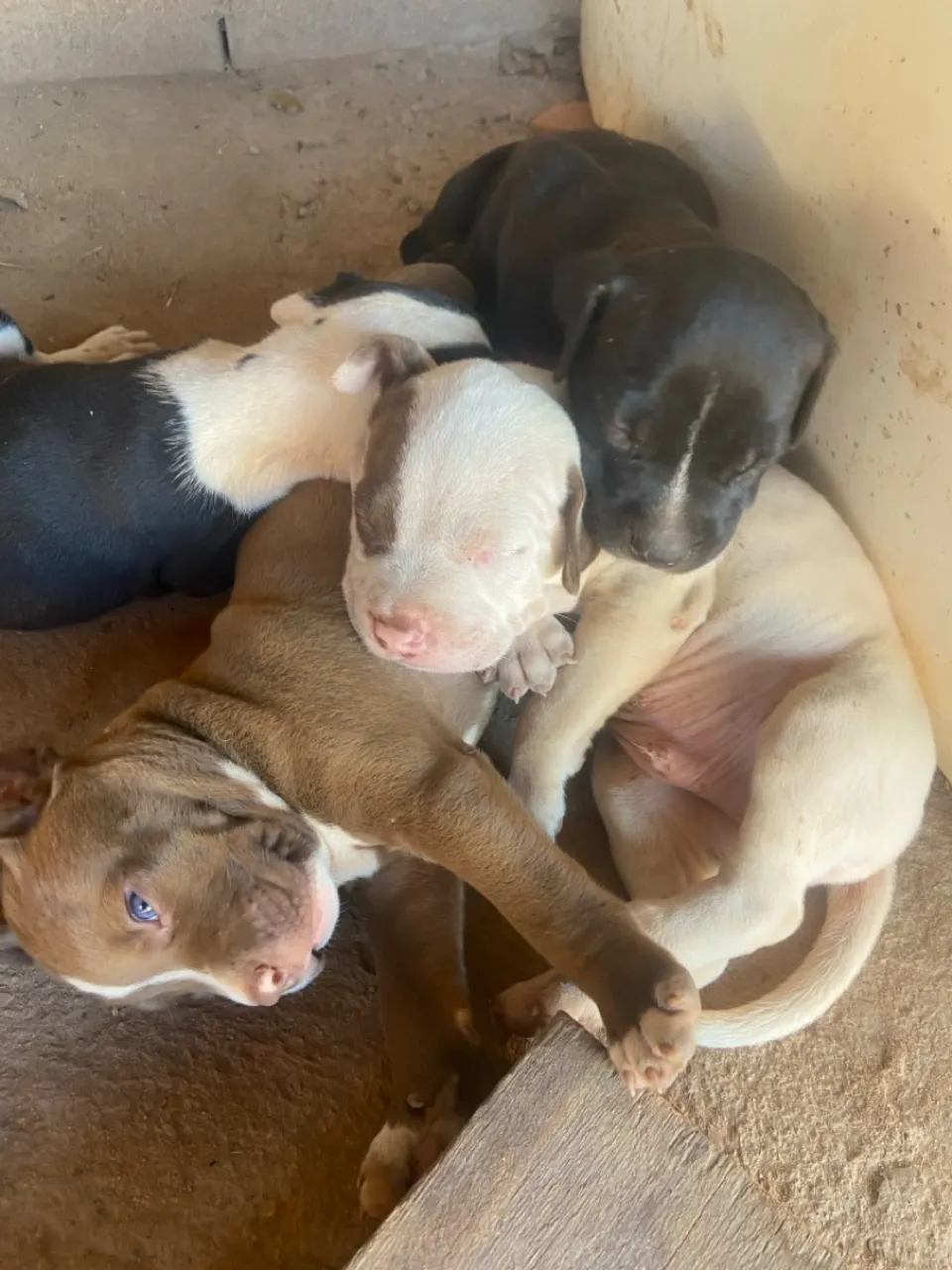 Filhotes de Pitbull para venda