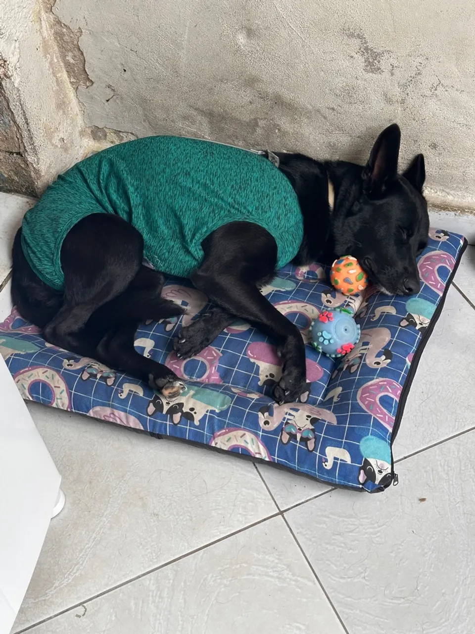 Cão de porte médio para adoção