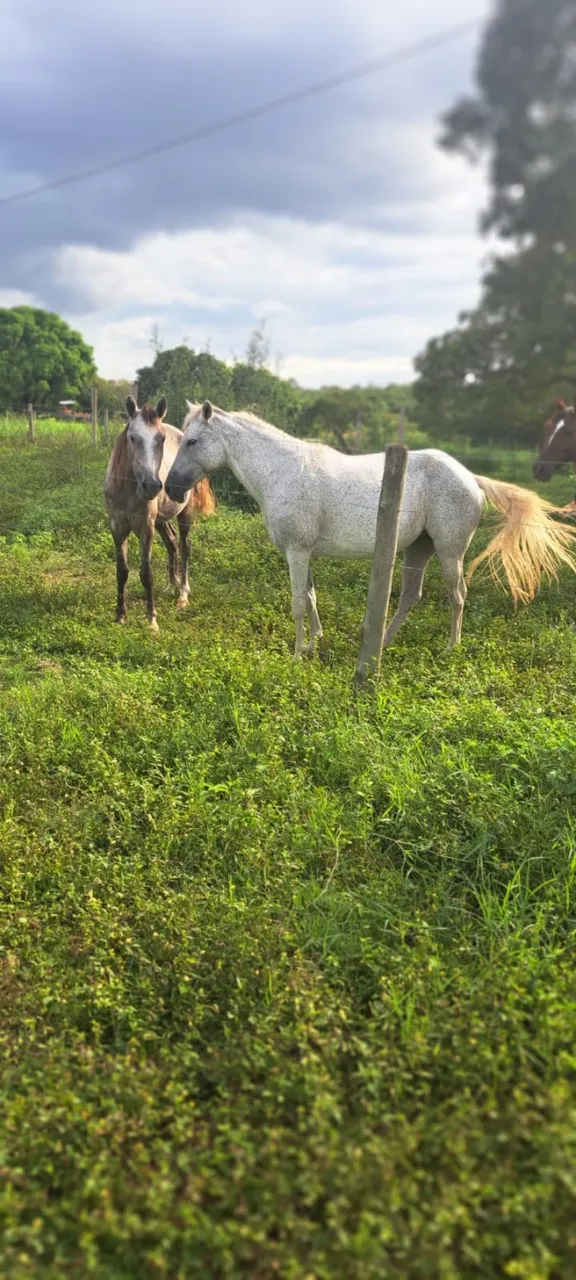 Cavalo Egua Mansa Marcha Macia