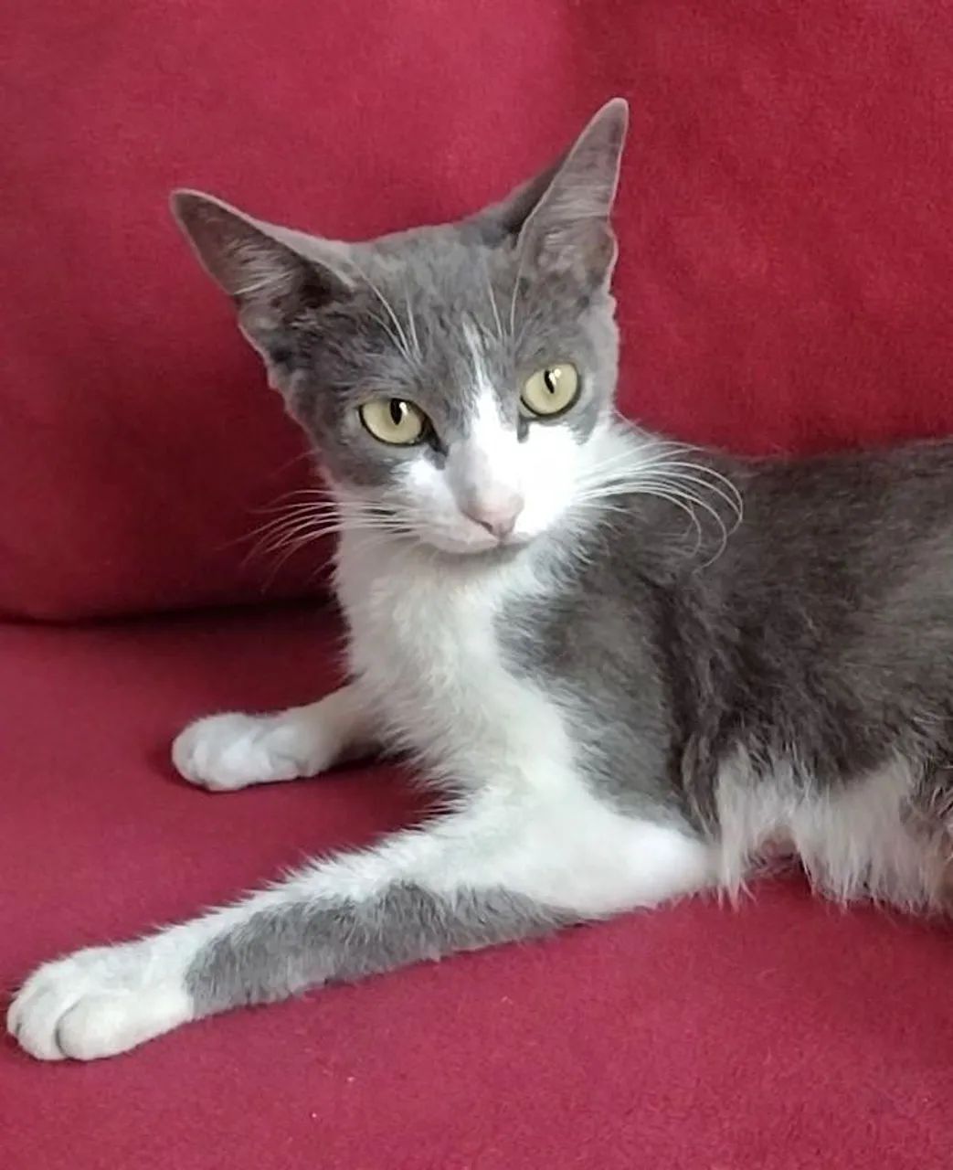 Seis Gatinhas Lindas Procurando um Lar Cheio de Amor!  - Foto 3